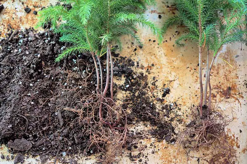 Una imagen horizontal de primer plano de un pino de la isla de Norfolk que ha sido desplantado y separado en plantas separadas.