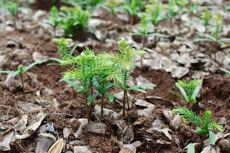 Una imagen horizontal de cerca de pequeñas plántulas de pino de la isla de Norfolk que crecen en suelos ricos.