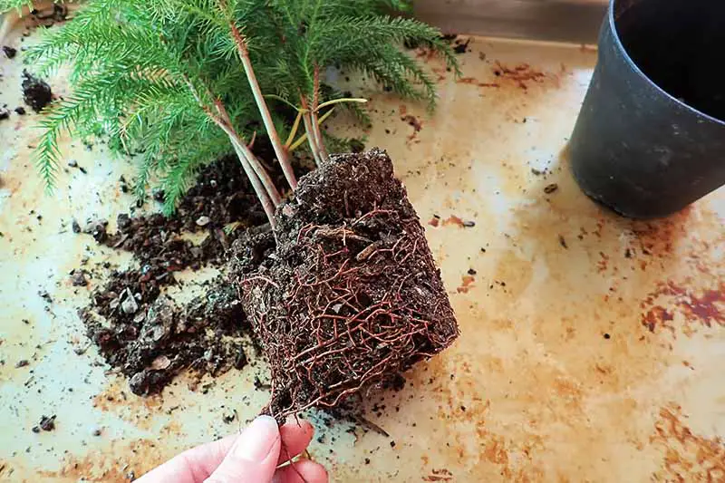 Una imagen horizontal de primer plano de una planta que ha sido extraída de una maceta y una mano en la parte inferior del marco inspeccionando las raíces.