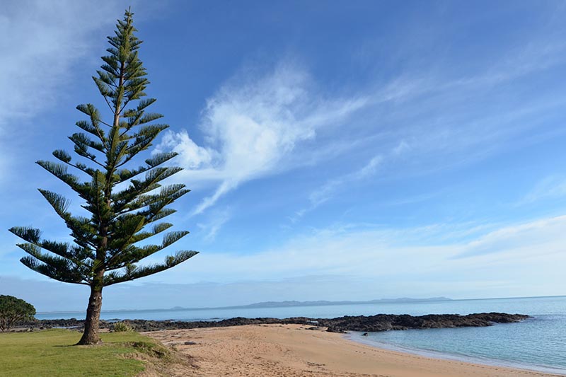 Una imagen horizontal de una playa con un pino de la isla de Norfolk en un fondo de cielo azul.