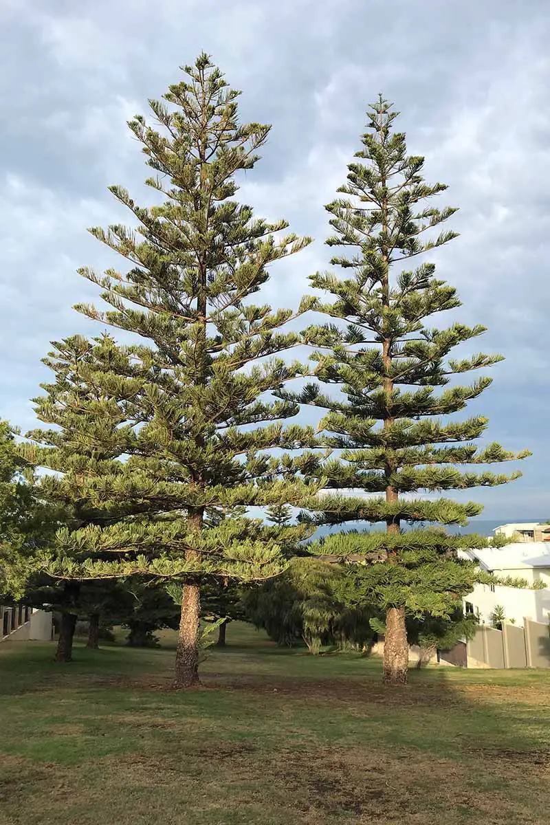Una imagen vertical de cerca de los pinos de la isla Norfolk que crecen al aire libre en Australia con un cielo nublado en el fondo.