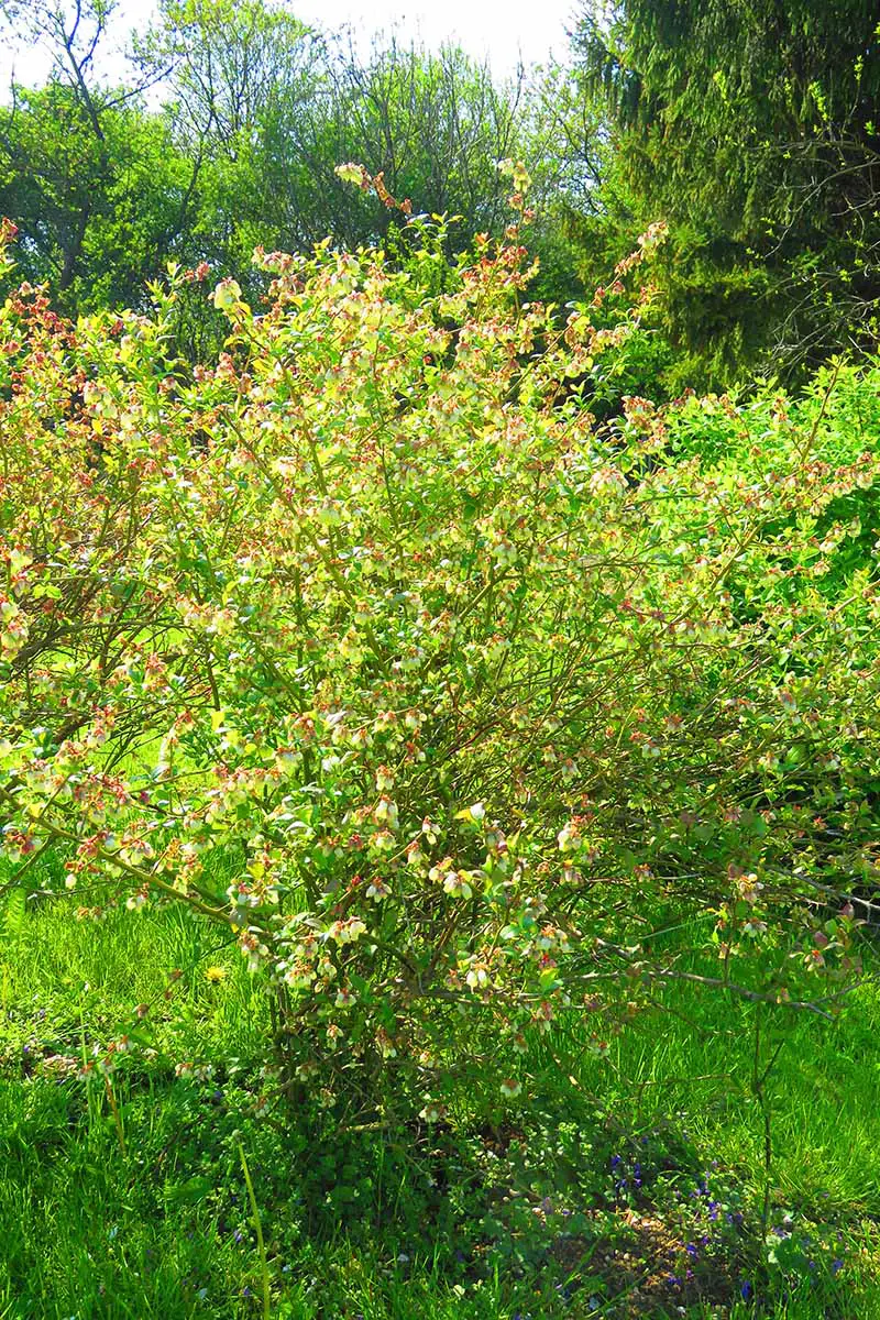 Una imagen vertical de cerca de un arbusto de arándanos highbush del norte que crece en el jardín con árboles en un enfoque suave en el fondo.