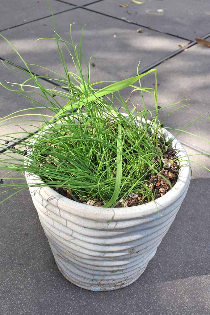 Una planta de cebollino joven con hojas verdes delgadas, que crece en suelo verde en una maceta de cerámica blanca sobre pavimento de cemento.