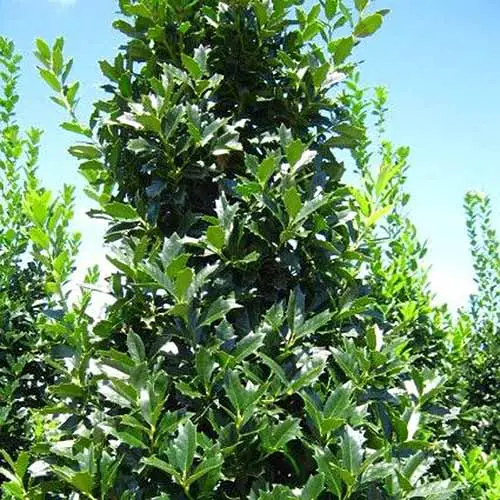 Una imagen horizontal de primer plano de un gran arbusto Ilex x 'Conaf' que crece en el jardín fotografiado sobre un fondo de cielo azul.