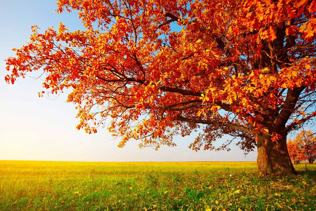 Una imagen horizontal de primer plano de un gran roble que crece en un campo con follaje de otoño de bronce.