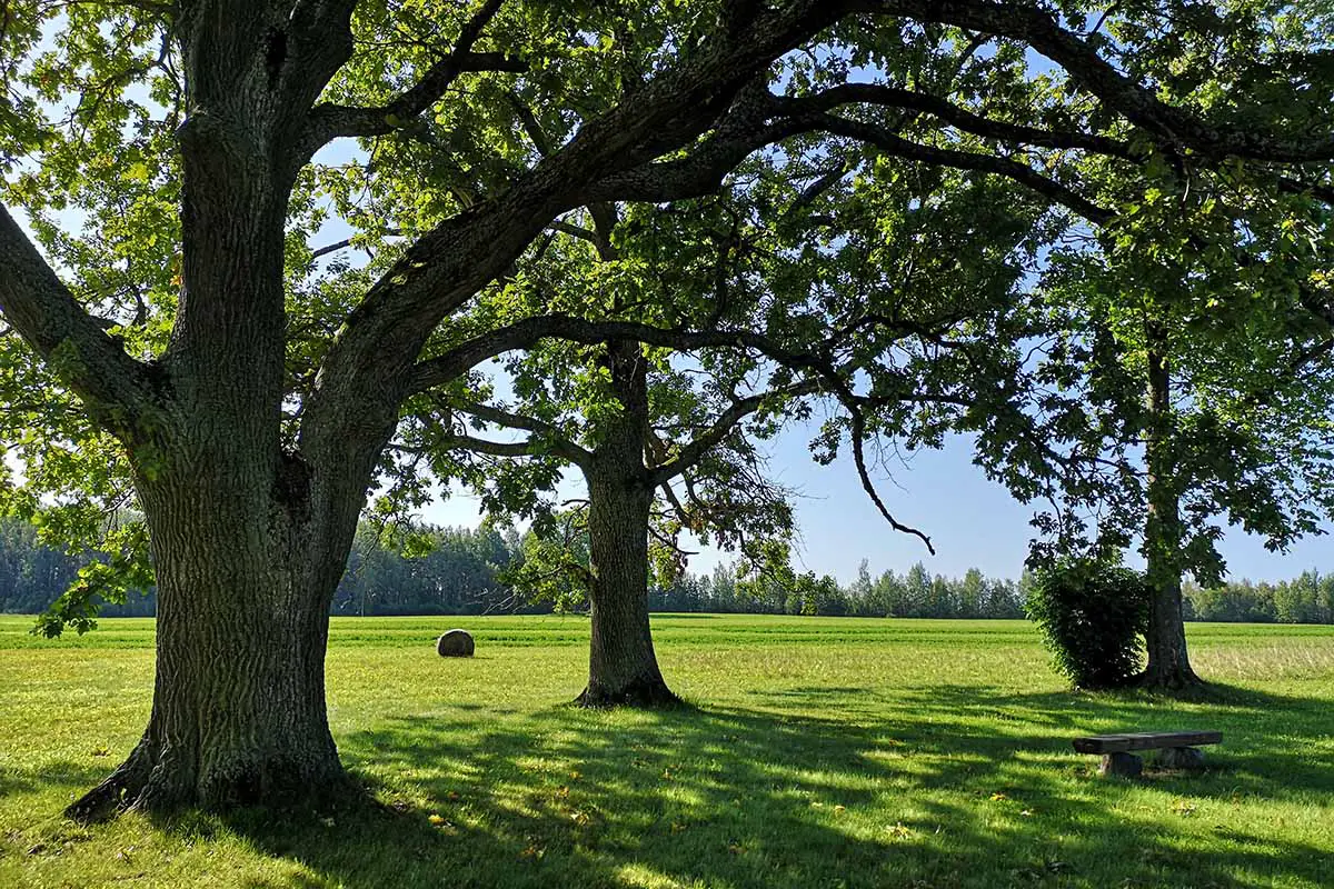 Una imagen horizontal de árboles que crecen en un campo verde similar a un parque fotografiado bajo un sol brillante.