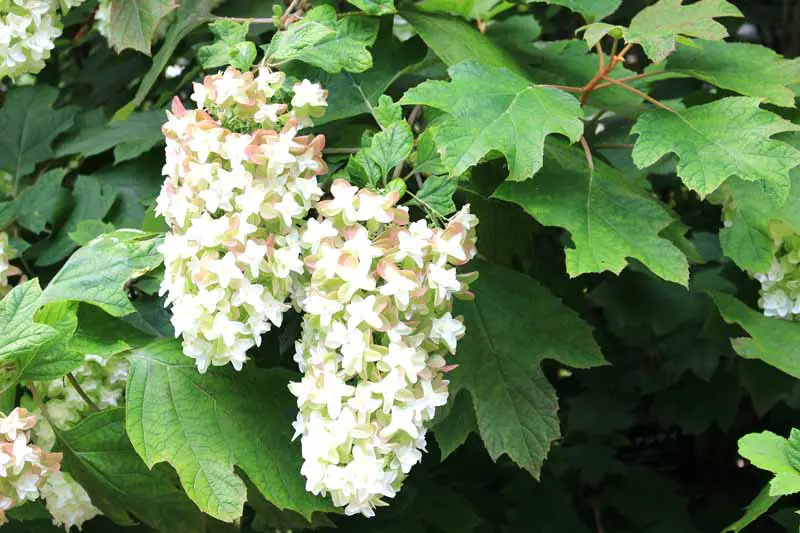 Una imagen horizontal de primer plano de las flores blancas de la hortensia de hoja de roble rodeada de follaje.