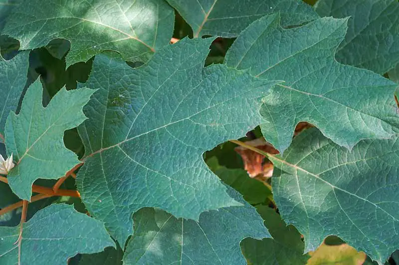 Una imagen horizontal de primer plano del follaje de Hydrangea quercifolia que crece en el jardín.