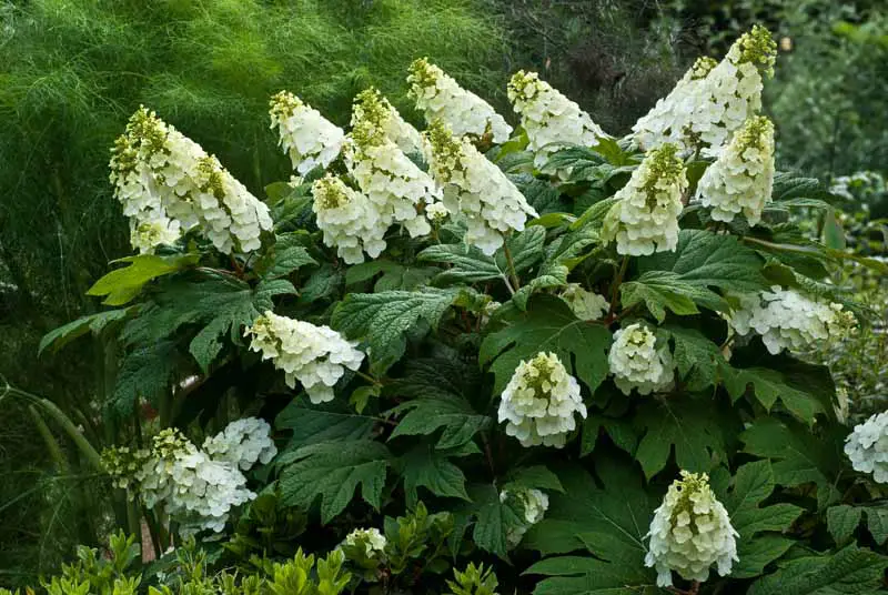 Una imagen horizontal de primer plano de un arbusto Hydrangea quercifolia con flores blancas que crecen en el jardín.