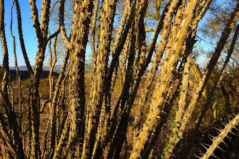 Un primer plano de los tallos espinosos de la planta de ocotillo que crece en el paisaje con el cielo azul de fondo.