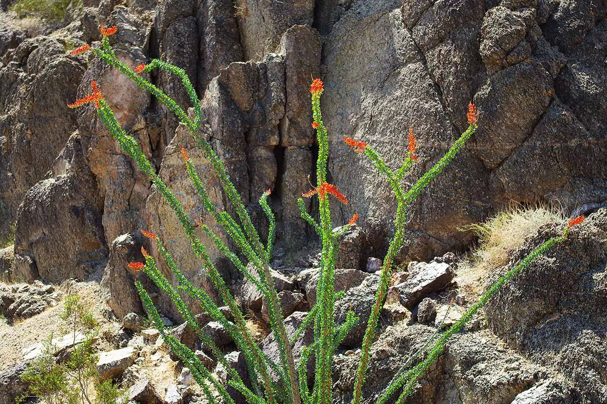 Una imagen horizontal de un ocotillo (Fouquieria splendens) en plena floración que crece en una pendiente rocosa y escarpada.