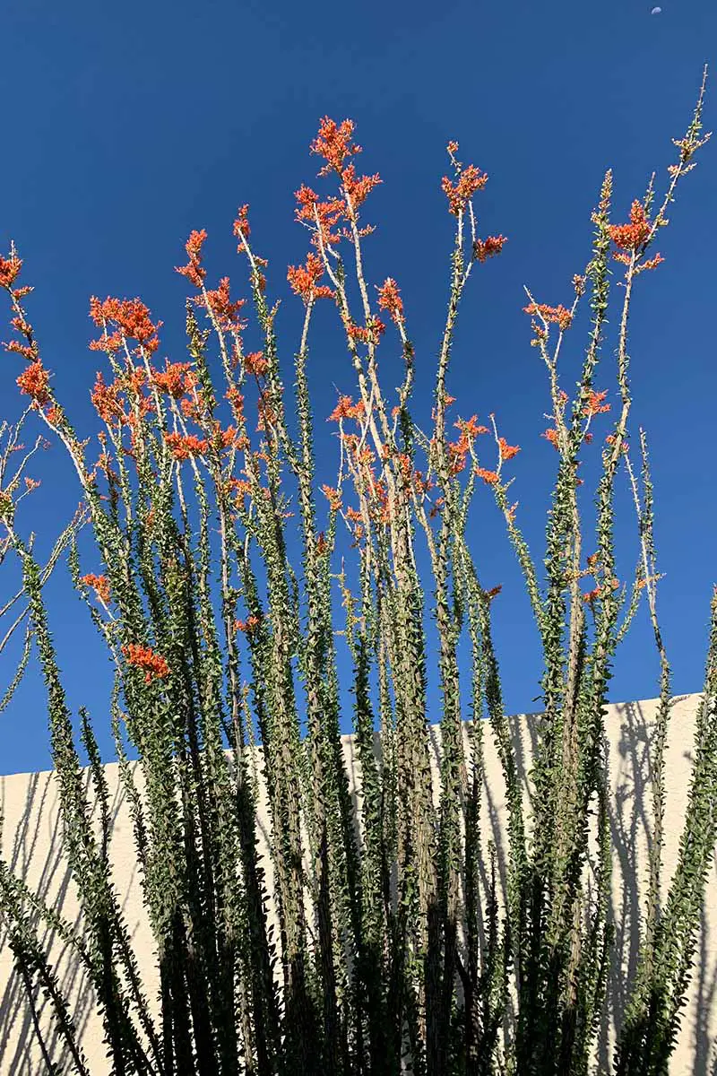 Una imagen vertical de cerca de un ocotillo (Fouquieria splendens) en plena floración que crece fuera de una residencia.