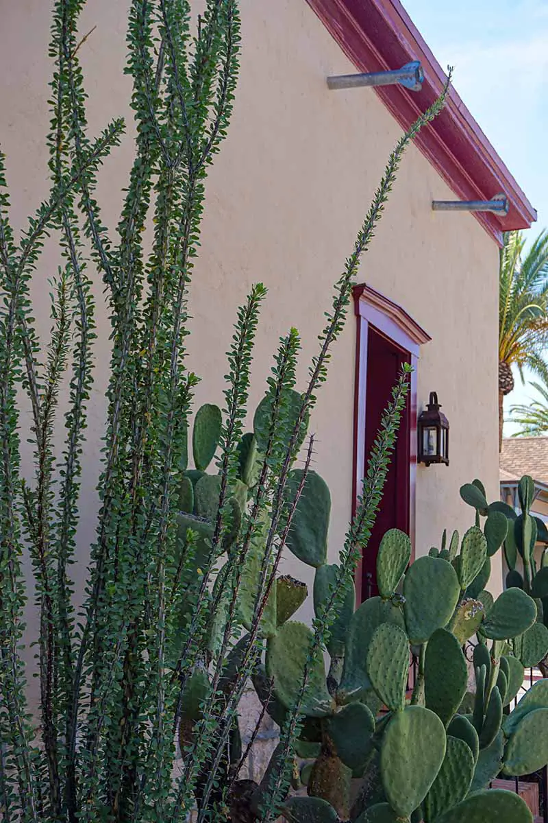 Una imagen vertical de cactus y ocotillo creciendo afuera del frente de una residencia.