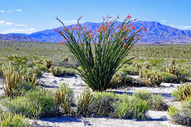 Un gran ocotillo que crece en el desierto con tallos largos y erguidos cubiertos de espinas y follaje y flores de color rojo brillante en los extremos de las ramas.