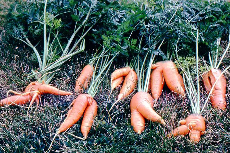 Una selección de zanahorias de formas extrañas, dispuestas sobre la hierba con el follaje todavía adherido.