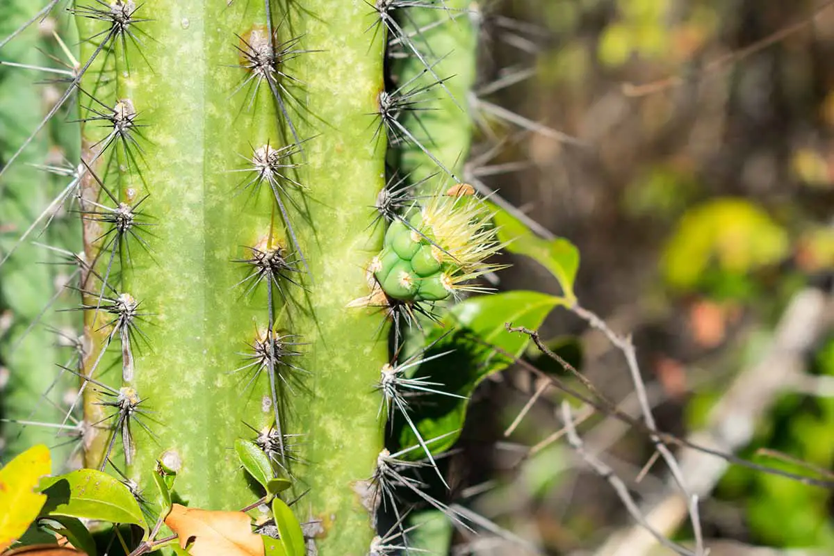 Una imagen horizontal de primer plano de un pequeño desplazamiento que crece en un cactus representado en un fondo de enfoque suave.