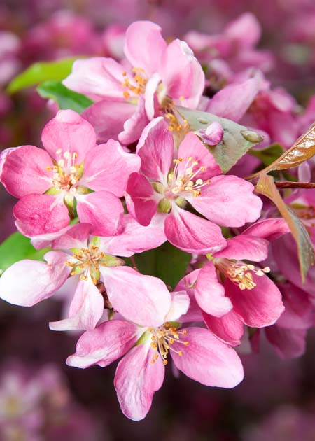 Flores de cerezo de Okame, en tonos rosas.