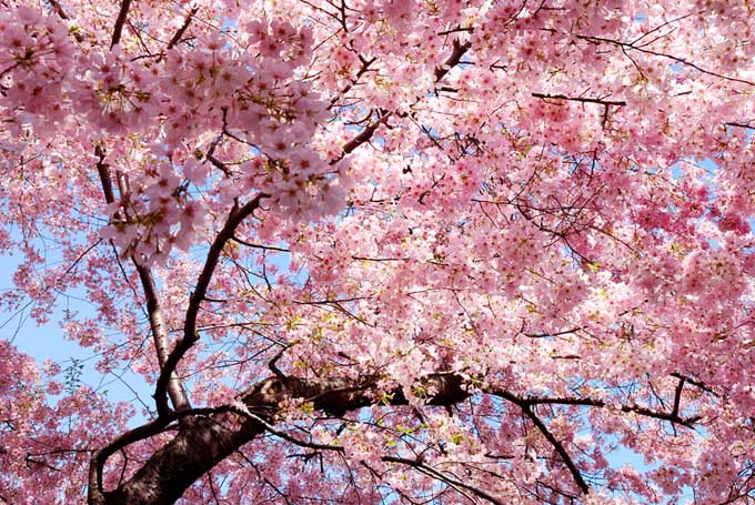 Mirando hacia arriba a través del dosel de un alto cerezo 'Okame', cubierto de flores rosas.
