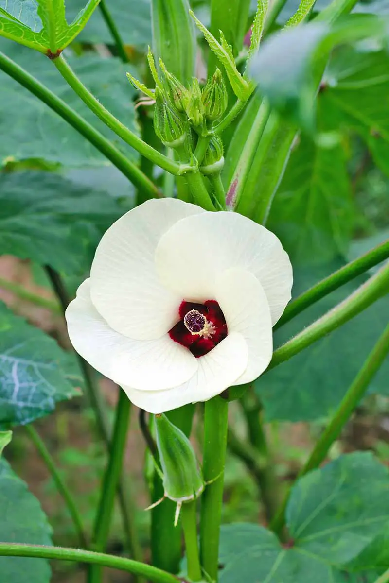 Una planta de okra con flores blancas.