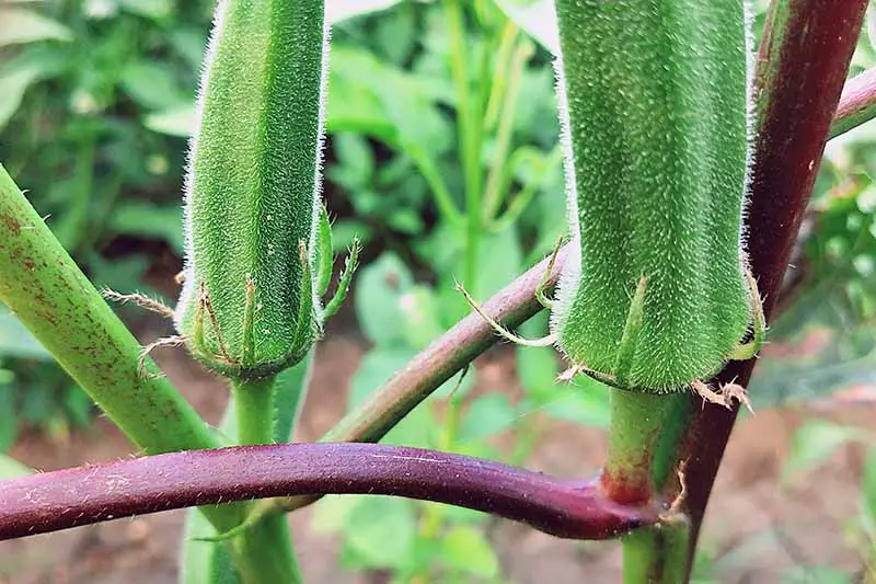 Un tallo que crece horizontalmente sostiene una fruta de okra, con otro tallo que crece verticalmente que sostiene otra fruta detrás de él.  Otras plantas y el suelo que cultivan se desvanecen en el fondo.
