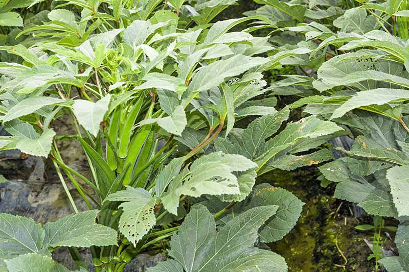 Dos hileras de plantas de okra con hojas palmeadas y crecimiento vigoroso de frutos.  Las hojas tienen agujeros masticados por una plaga invisible.