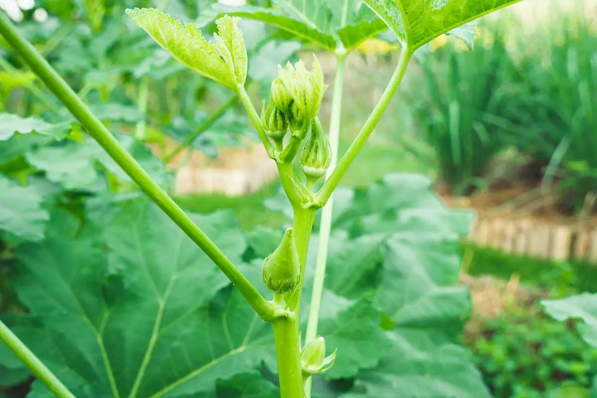 Una imagen horizontal de primer plano de una planta de Abelmoschus esculentus que crece en el jardín con pequeñas vainas en desarrollo.