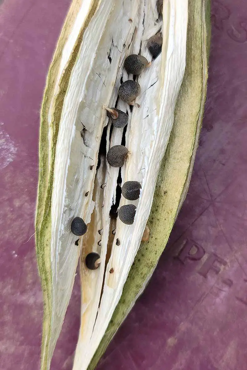 Una imagen vertical de cerca de una vaina de okra se abrió para revelar las semillas en el interior sobre una superficie de color rojo oscuro.