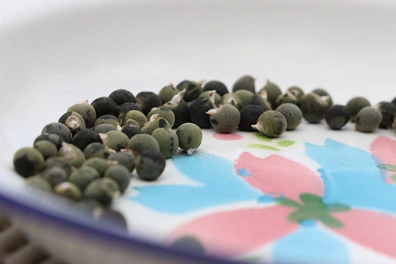 Una imagen horizontal de cerca de semillas de okra guardadas en un tazón colorido que se desvanece en un enfoque suave en el fondo.