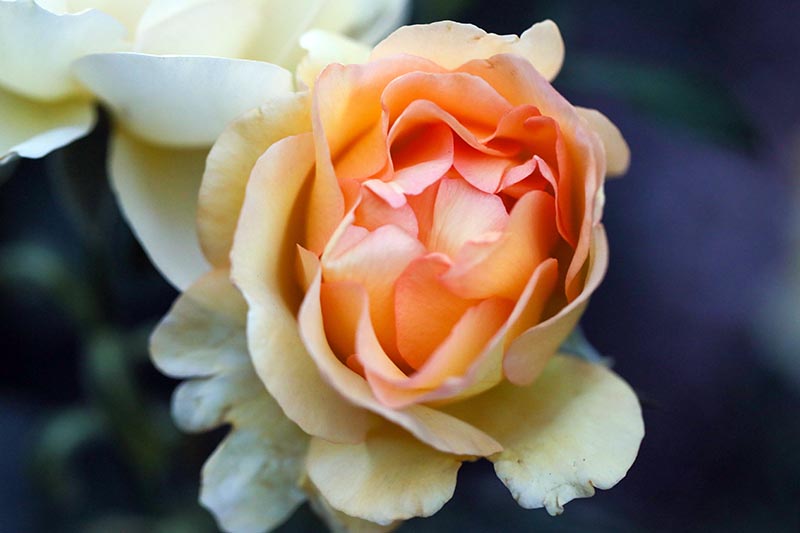 Una imagen horizontal de primer plano de una antigua rosa de jardín de color melocotón representada en un fondo oscuro de enfoque suave.