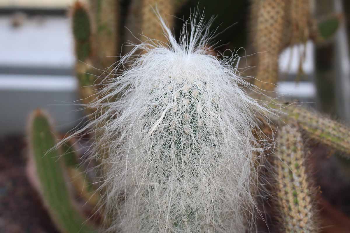 Una imagen horizontal de primer plano de una planta de cactus de hombre viejo (Cephalocereus senilis) que crece en el interior representada en un fondo de enfoque suave.