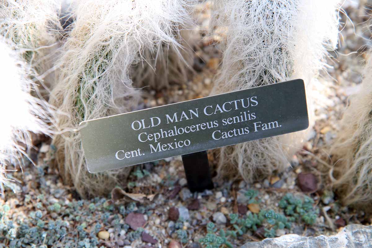 Una imagen horizontal de primer plano de un letrero de planta con plantas de cactus de hombre viejo en el fondo.