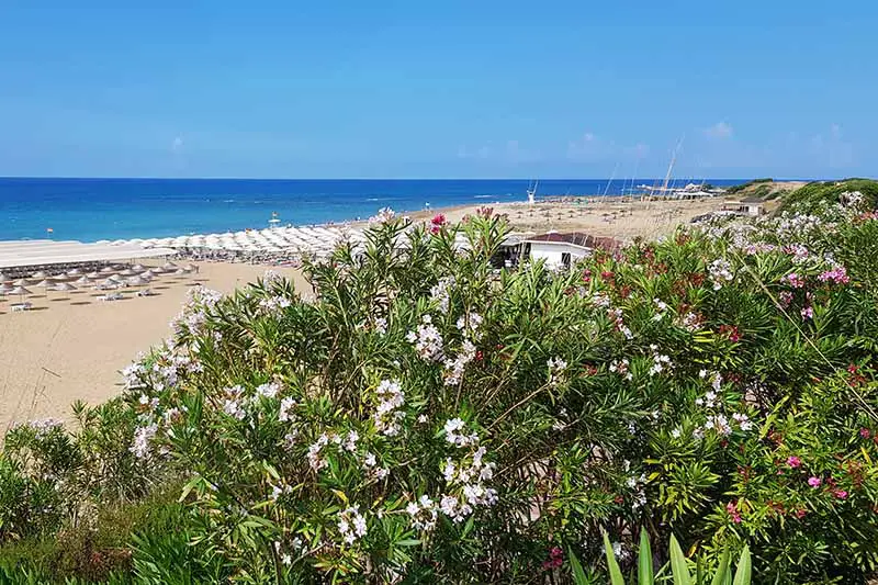 Una imagen horizontal de una escena costera con arbustos de adelfa que crecen en primer plano y una playa, mar y cielo azul en el fondo.