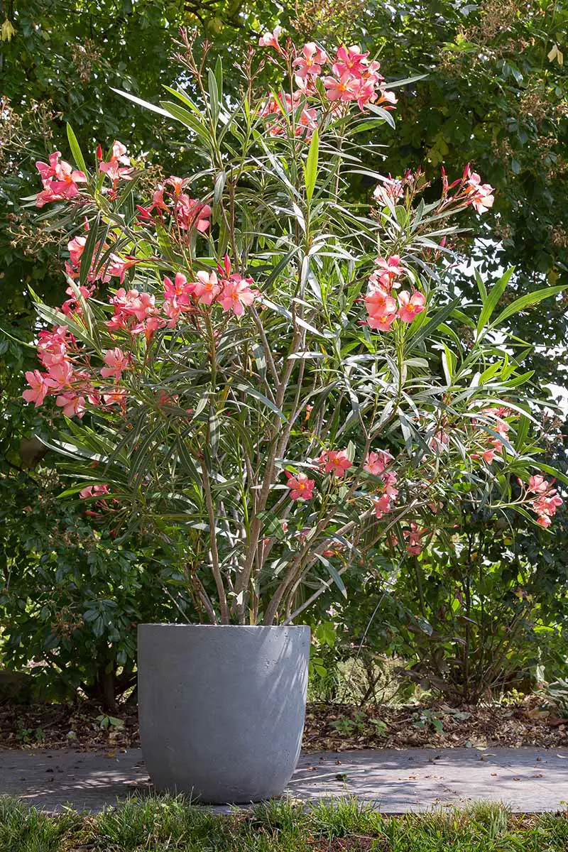 Una imagen vertical de cerca de un arbusto de adelfa rosa que crece en una olla grande al aire libre.