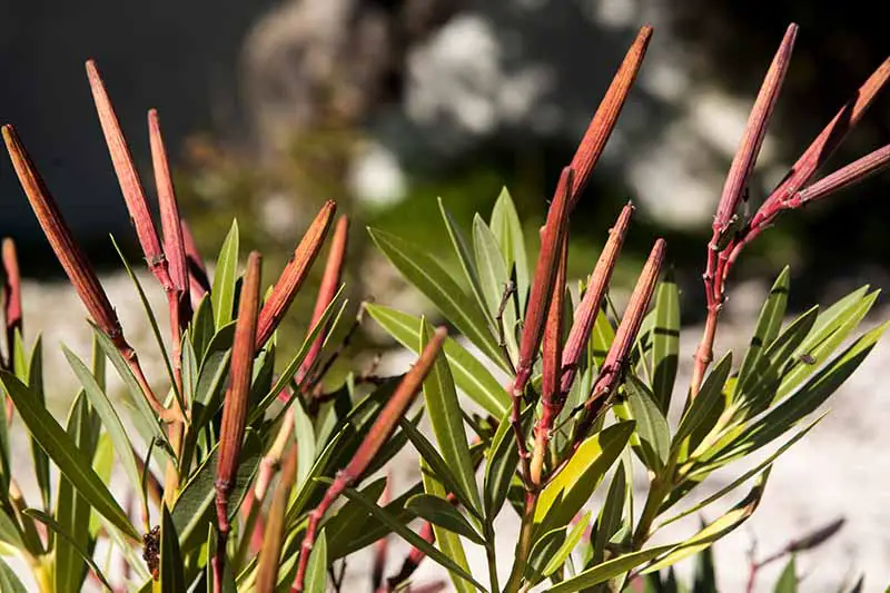 Una imagen horizontal de cerca de vainas de semillas largas y delgadas que se desarrollan en un arbusto fotografiado bajo el sol brillante sobre un fondo de enfoque suave.
