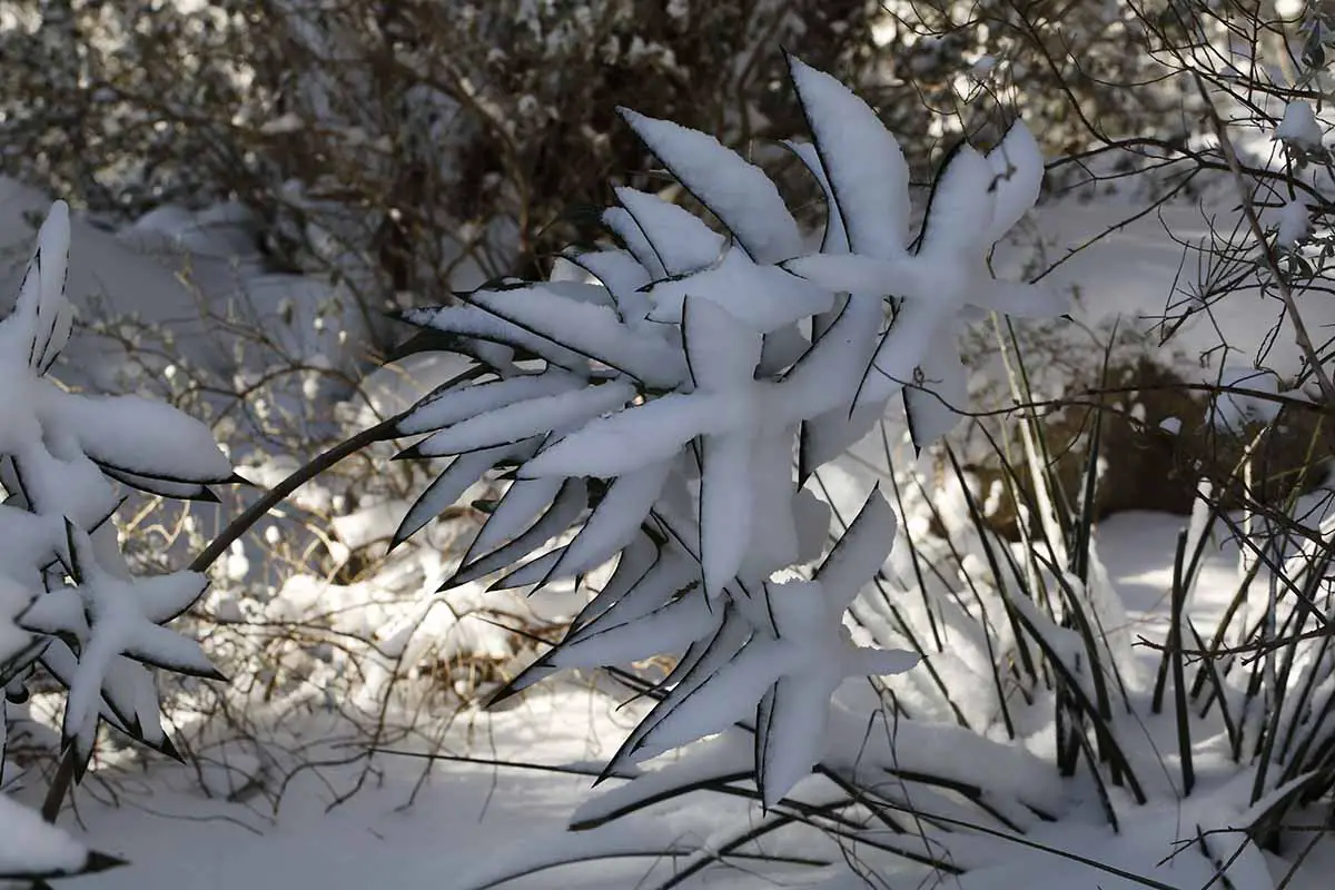 Una imagen horizontal de cerca de la adelfa que crece en el jardín bajo una capa de nieve.