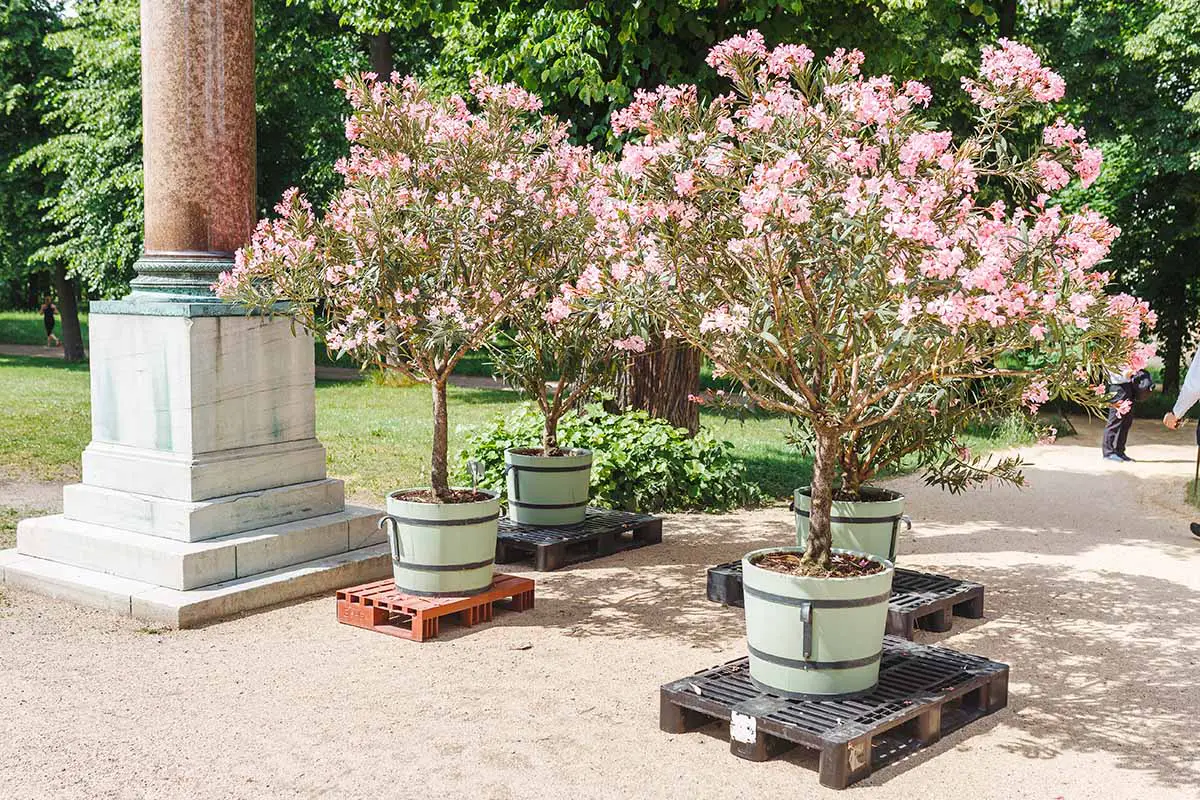 Una imagen horizontal de arbustos de adelfa rosa que crecen en contenedores al aire libre.