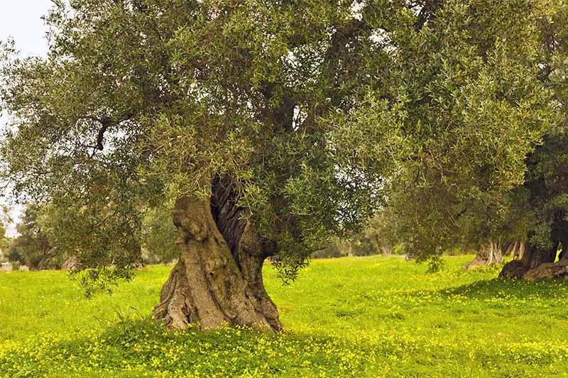 Un viejo olivo con un tronco ancho y retorcido y pequeñas hojas verdes, que crece en un césped verde brillante con flores amarillas.
