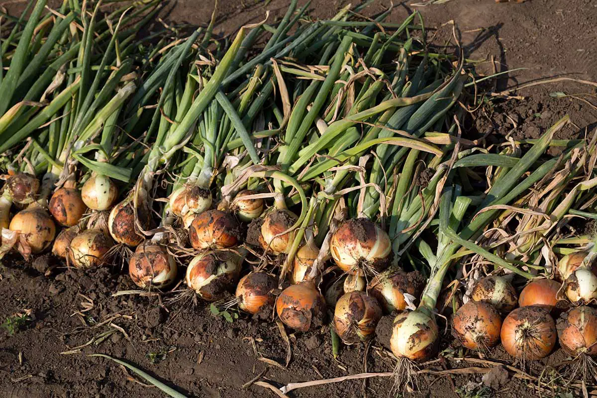 Una imagen horizontal de primer plano de un montón de cebollas recién cosechadas que se curan en el suelo bajo el sol.