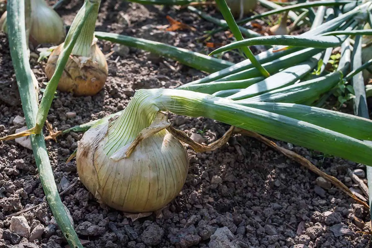 Una imagen horizontal de primer plano de las cebollas que crecen en el jardín listas para la cosecha.