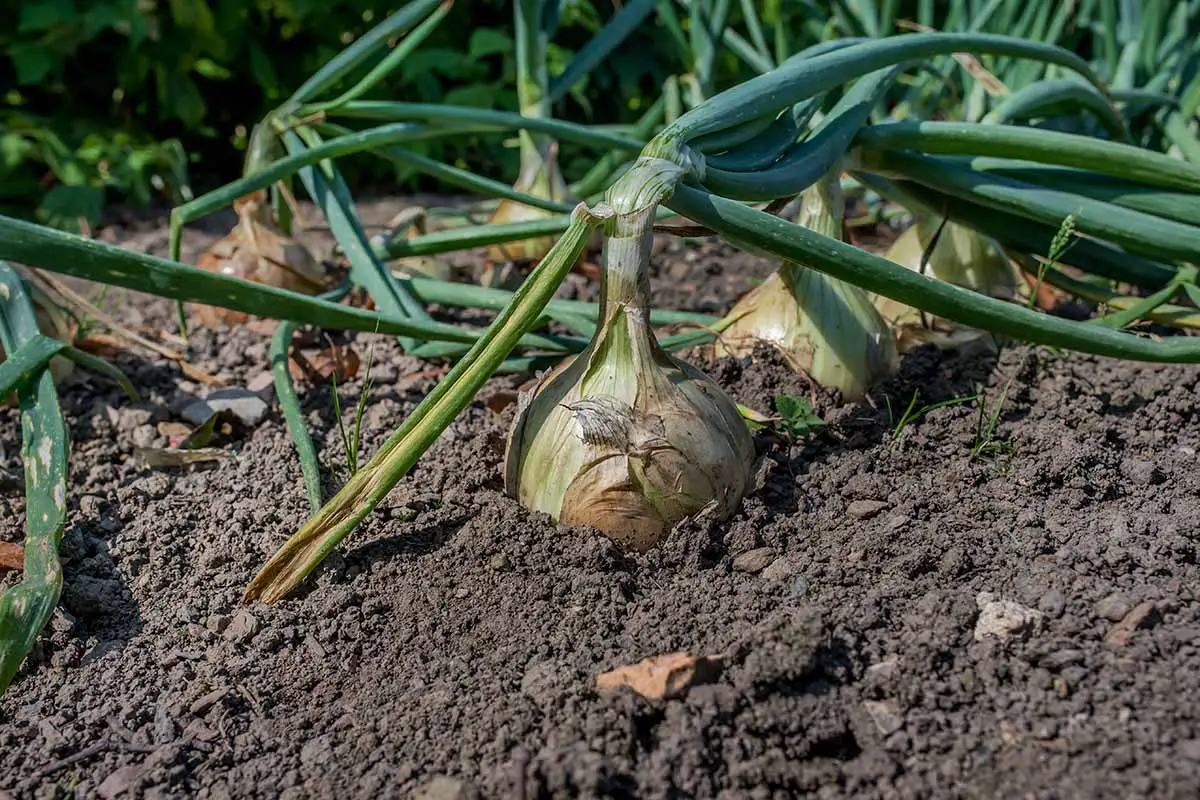 Una imagen horizontal de primer plano de cebollas que crecen en hileras en el jardín casi listas para la cosecha.