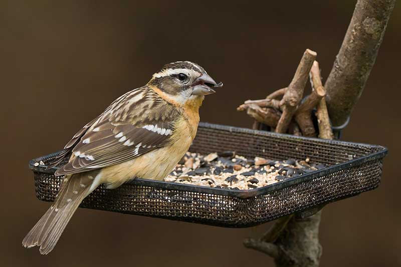 Un primer plano de un pájaro comiendo semillas de un alimentador de bandeja abierto de metal negro unido a la rama de un árbol sobre un fondo marrón de enfoque suave.