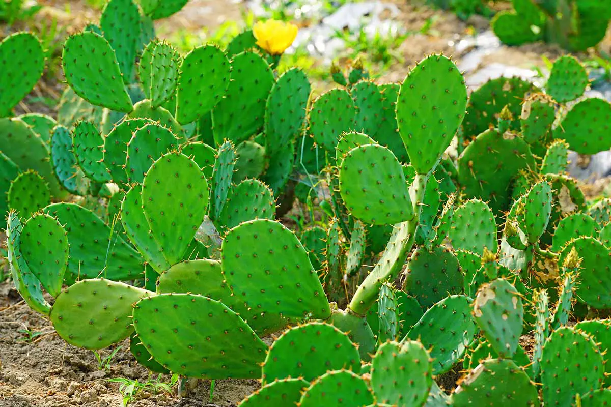 Una imagen horizontal de un gran cactus de pera espinosa que crece en el jardín.