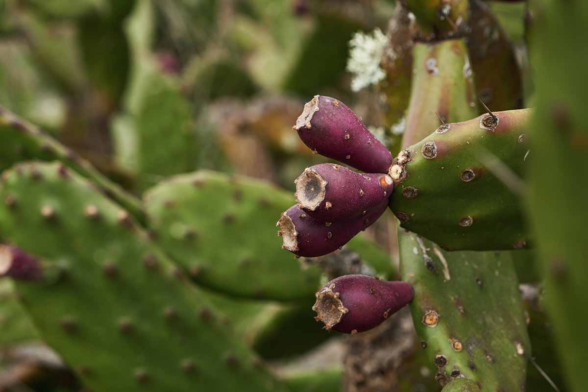 Una imagen horizontal de primer plano de un cactus Opuntia con frutos en desarrollo.