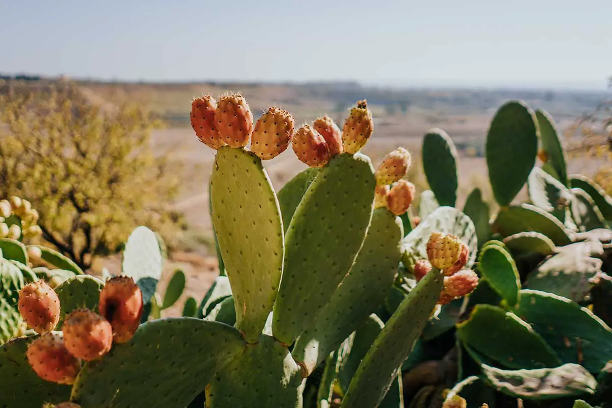 Una imagen horizontal de un gran cactus Opuntia que crece en el desierto fotografiado bajo un sol brillante.