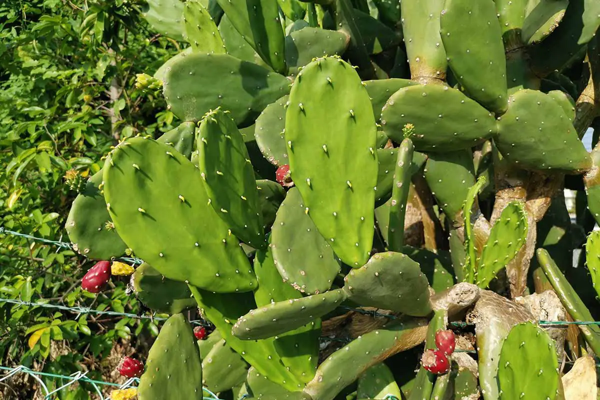 Una imagen horizontal de cerca de un gran cactus de pera espinosa (Opuntia) que crece en el jardín fotografiado bajo el sol brillante.