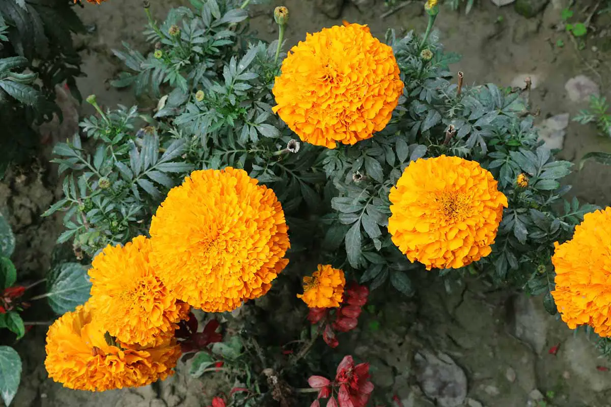 Una imagen horizontal de caléndulas africanas naranjas (Tagetes erecta) que crecen en el jardín.