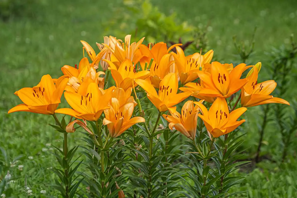Una imagen horizontal de primer plano de lirios híbridos asiáticos naranjas que crecen en el jardín.
