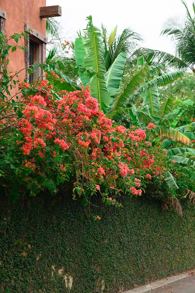 Una imagen vertical de un jardín tropical con plantas de banano y buganvillas en cascada sobre una pared.