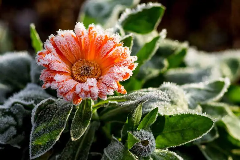 Un primer plano de una flor de caléndula cubierta de una helada ligera fotografiada con sol filtrado en un fondo de enfoque suave.