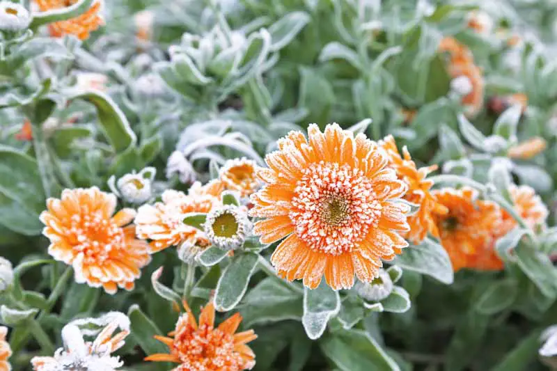 Una imagen horizontal de primer plano de flores naranjas y follaje con una ligera capa de escarcha.